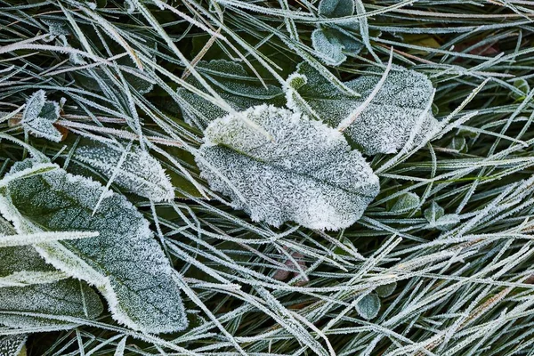 Daun beku dengan embun beku — Stok Foto