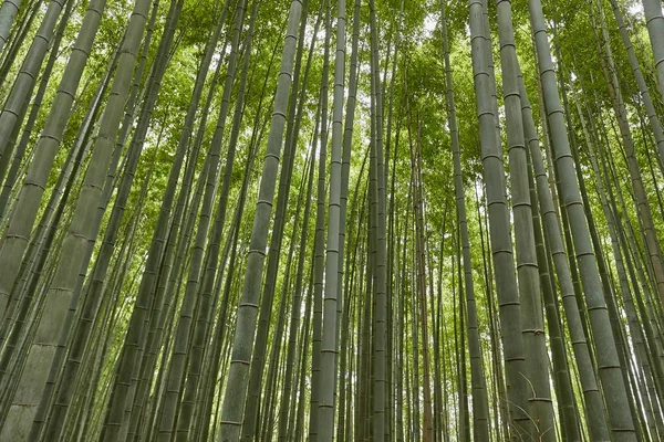 Rośliny wysokie bambusa — Zdjęcie stockowe