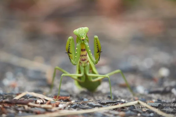 Japon dev Mantis — Stok fotoğraf