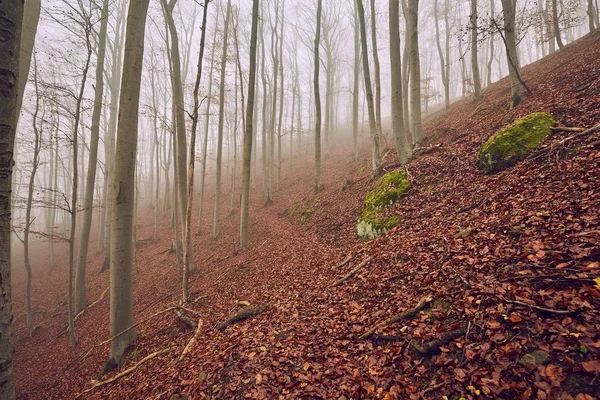 Herbstlicher Waldnebel — Stockfoto