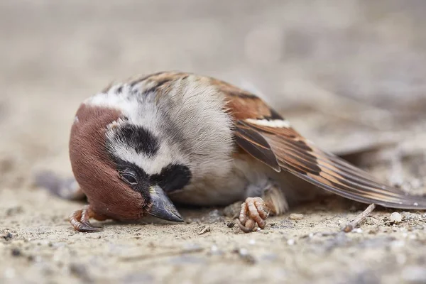 Dead sparrow on the ground — Stock Photo, Image