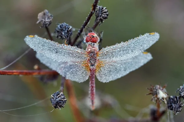 Libelle met waterdruppels helemaal — Stockfoto