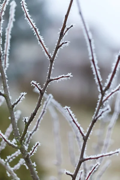 Inverno árvore ramo closeup — Fotografia de Stock