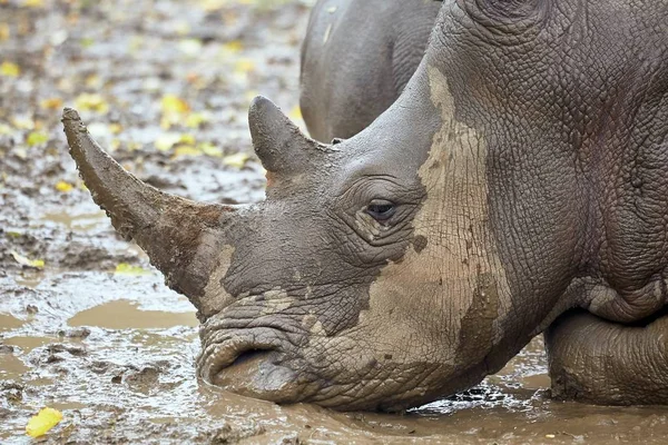 Носорог в грязи — стоковое фото