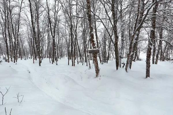 Зимовий шлях зі снігом — стокове фото