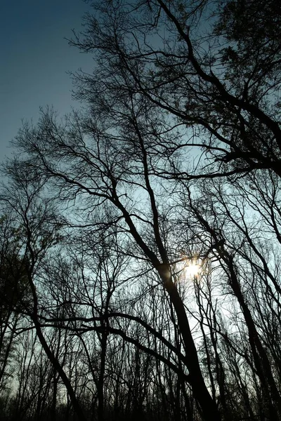 Rami arborei — Foto Stock