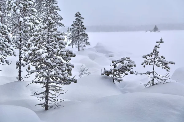 Paisaje nevado de invierno —  Fotos de Stock