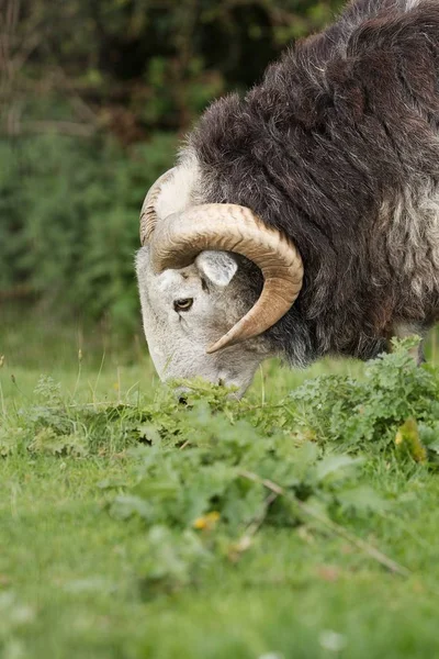 RAM op een weide grazen — Stockfoto