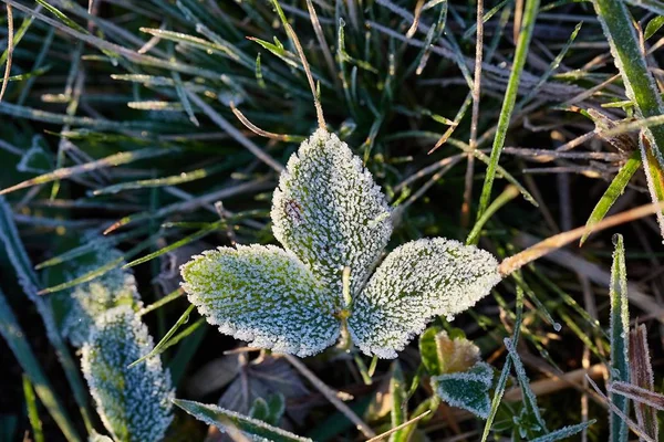 Frozen leaves with frost — Stock Photo, Image
