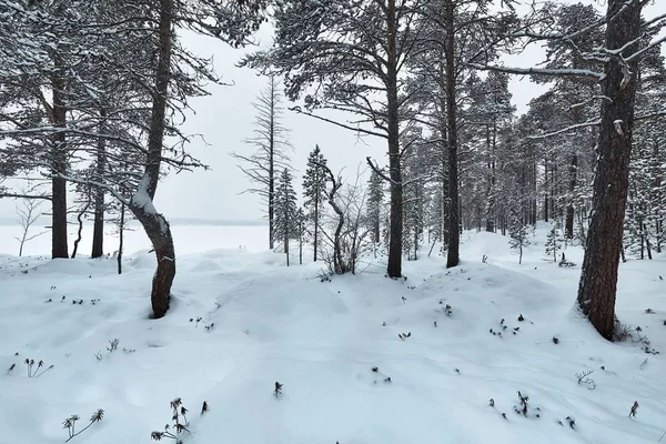 Winter Snowy Landschap — Stockfoto
