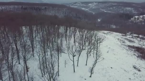 Koude besneeuwde forest — Stockvideo