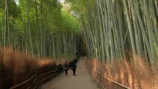 Kyoto Bambu Ormanı — Stok video