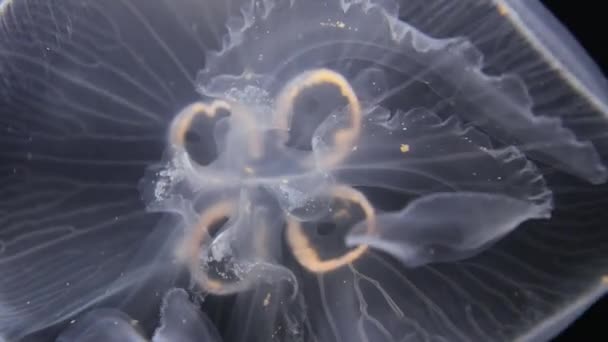 Meduse alla deriva sfondo — Video Stock