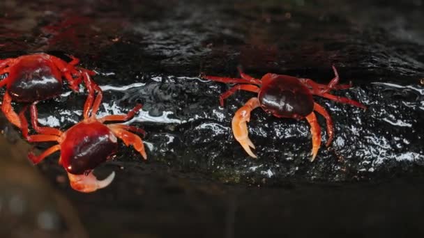 Japanese Freshwater Crab — Stock Video