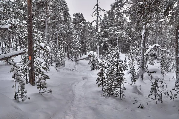 Paisaje nevado de invierno —  Fotos de Stock