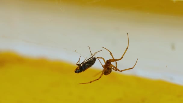 Araña y presa — Vídeo de stock