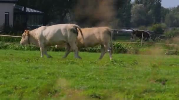 Vaca en una granja — Vídeo de stock