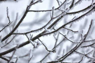 Buzlu Donmuş Dallar