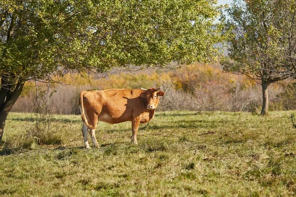 A legelőn, tehén — Stock Fotó