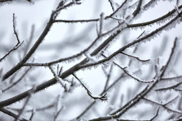 氷の霜降り枝 — ストック写真