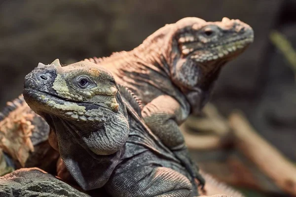 Pozisyon dinlenme Iguana — Stok fotoğraf