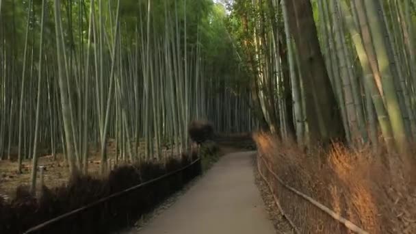 Kyoto Bamboe Bos — Stockvideo