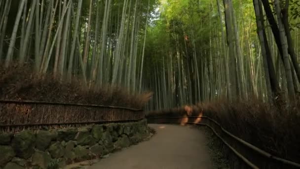 Kyoto Bambu Ormanı — Stok video