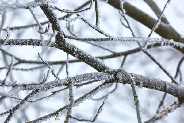 Icy Frosted Branches — Stock Photo, Image