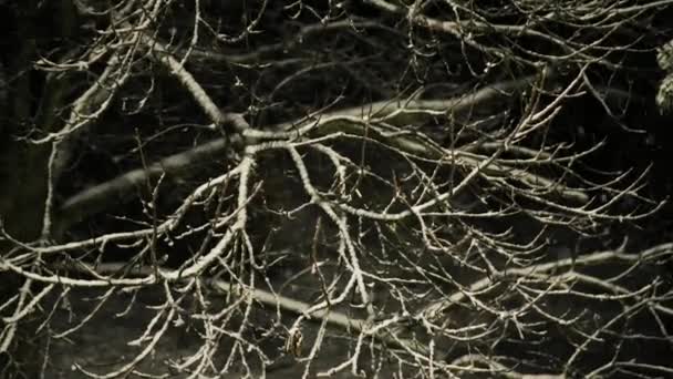 Падение снега ночью — стоковое видео