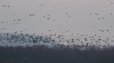 Kalabalığın içinde uçan kaz sürüsü