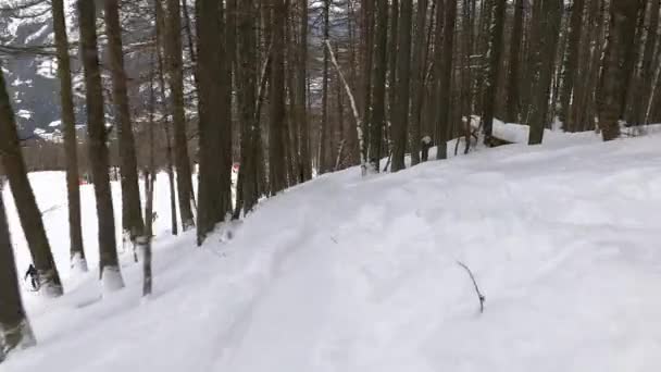 Skiën in het bos — Stockvideo