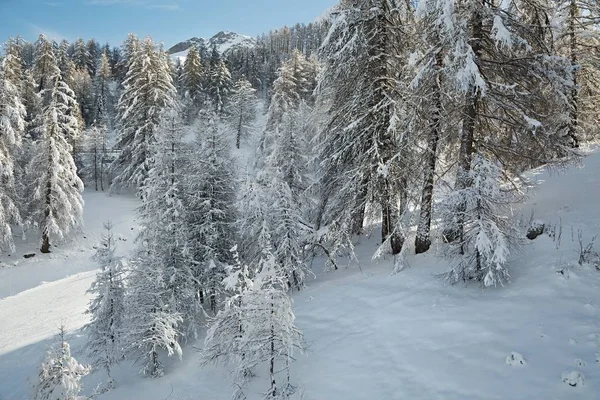 Inverno paisagem nevada — Fotografia de Stock