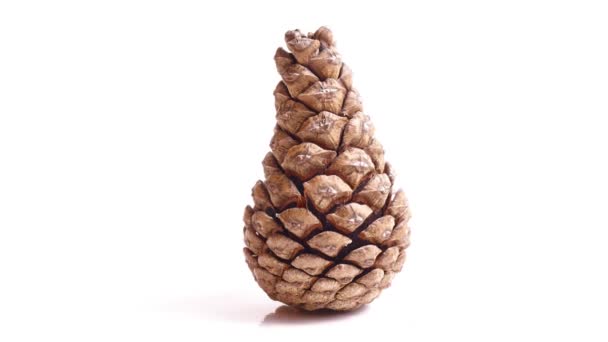 Pine Cone Opening — Stock Video