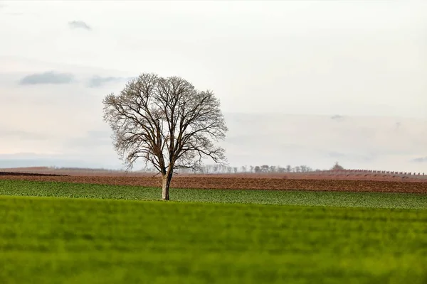 밭에 놓인 나무 — 스톡 사진