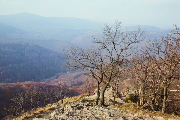 Pagórkowaty krajobraz z autumn drzewa — Zdjęcie stockowe