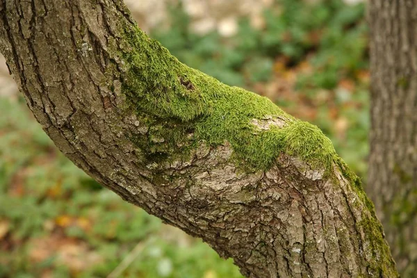 Zbliżenie pnia drzewa — Zdjęcie stockowe