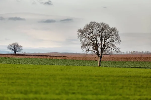 Boom op een veld — Stockfoto