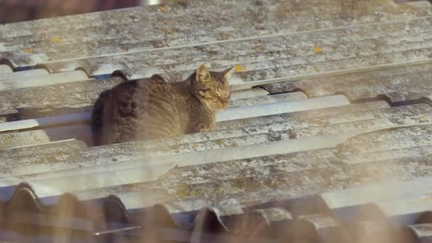Kot na dachu — Wideo stockowe