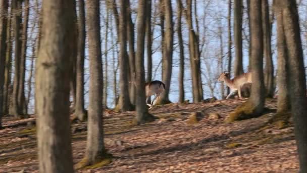 Les cerfs courent dans la forêt — Video
