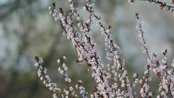 Весеннее цветущее дерево — стоковое видео