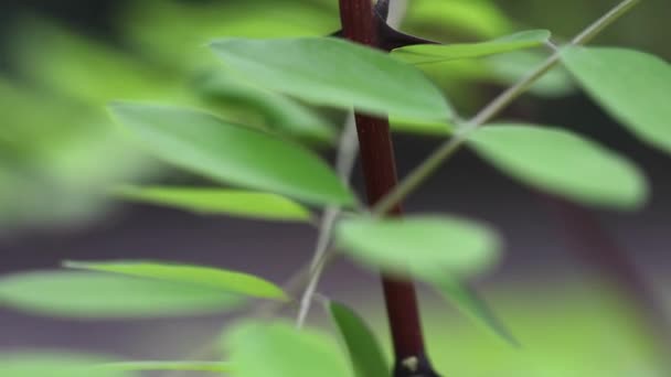 Zielone liście świeże wiosną — Wideo stockowe