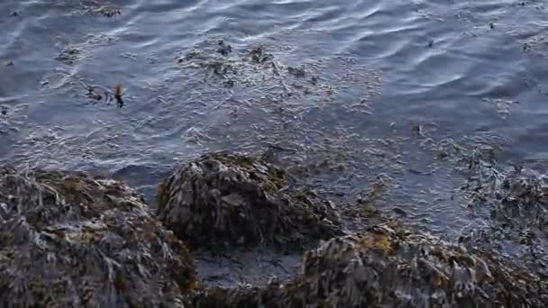 Брижі води поверхні — стокове відео