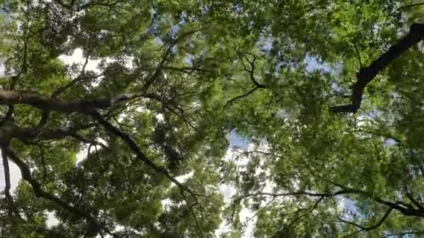 Baumwipfel Bei Starken Windböen — Stockvideo