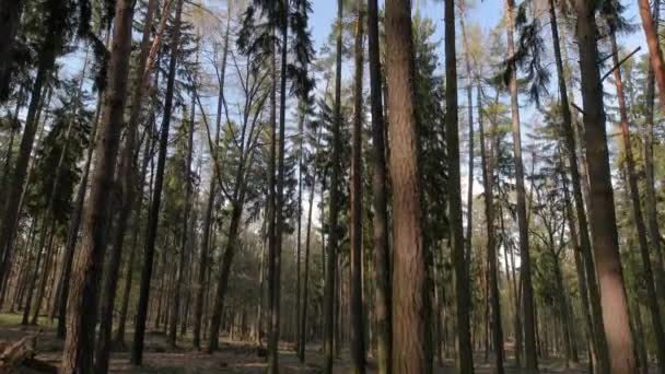 Ліс сосни — стокове відео