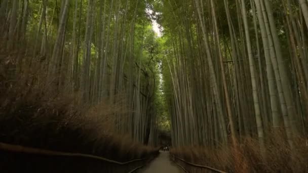 Kyoto Bamboo Forest, tilt up — Stock Video