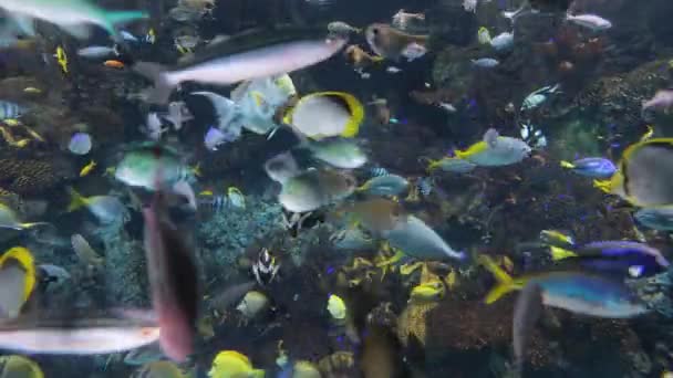 Su altında yüzen balıklar — Stok video