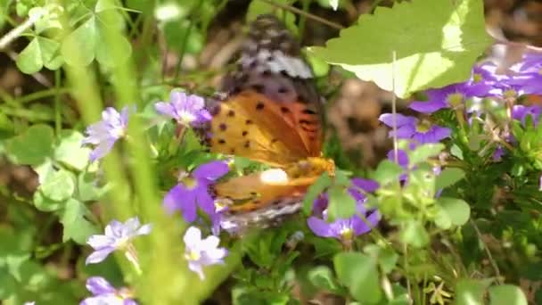 Butterfly in een zomertuin — Stockvideo