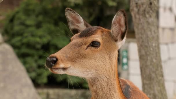 Cervo nel bosco — Video Stock