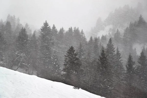 冬の森の雪嵐と霧 — ストック写真