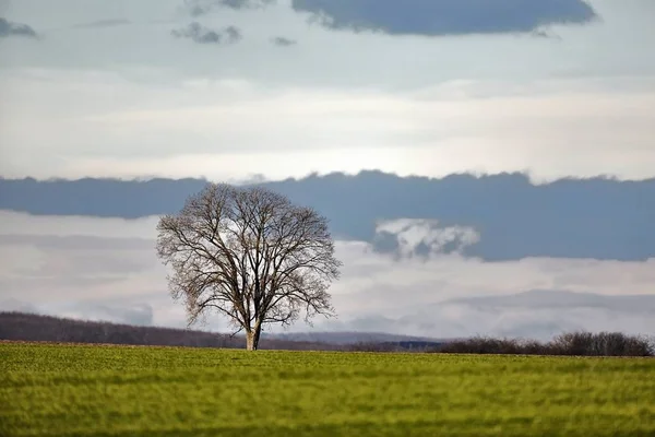 밭에 놓인 나무 — 스톡 사진